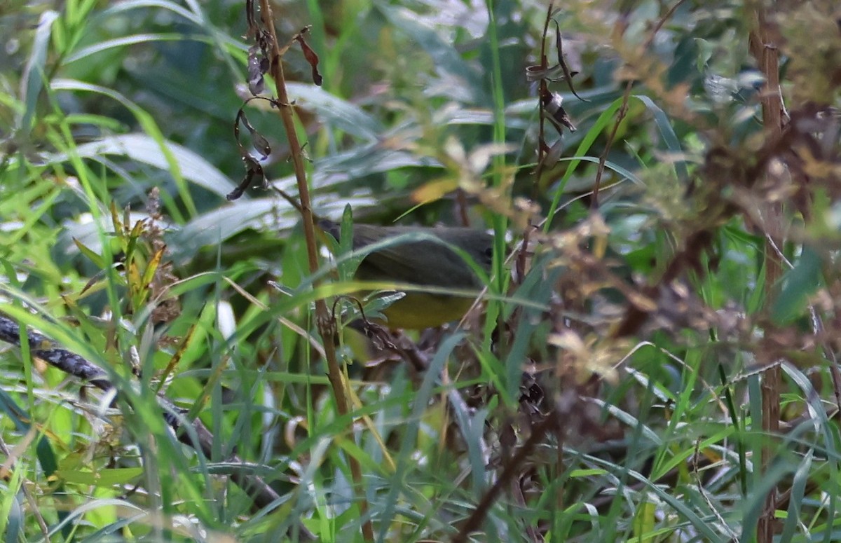 Mourning Warbler - ML644652484