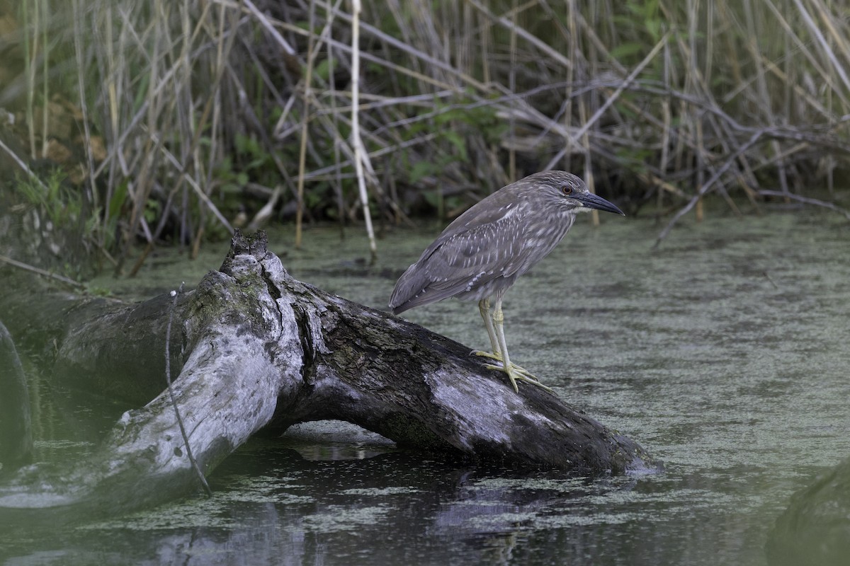 ゴイサギ - ML644652485