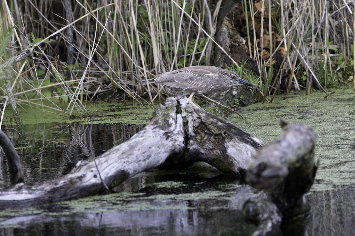 ゴイサギ - ML644652486