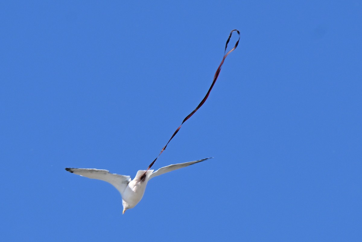 Kaio hauskara amerikarra - ML644652487