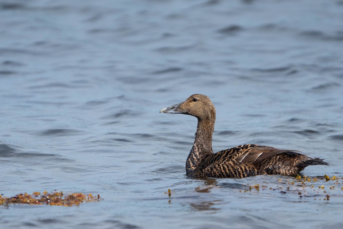 Пухівка зеленошия - ML644652488