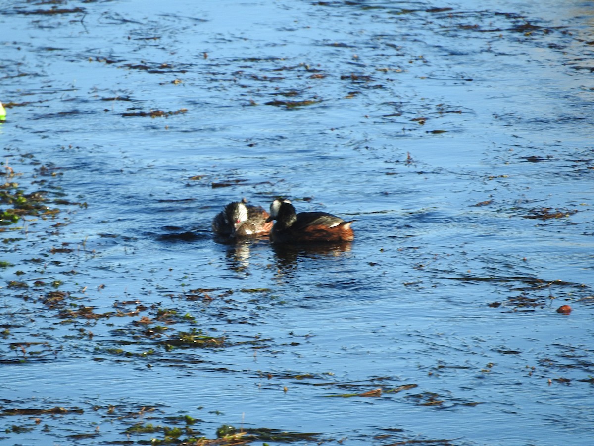 White-tufted Grebe - ML644652489