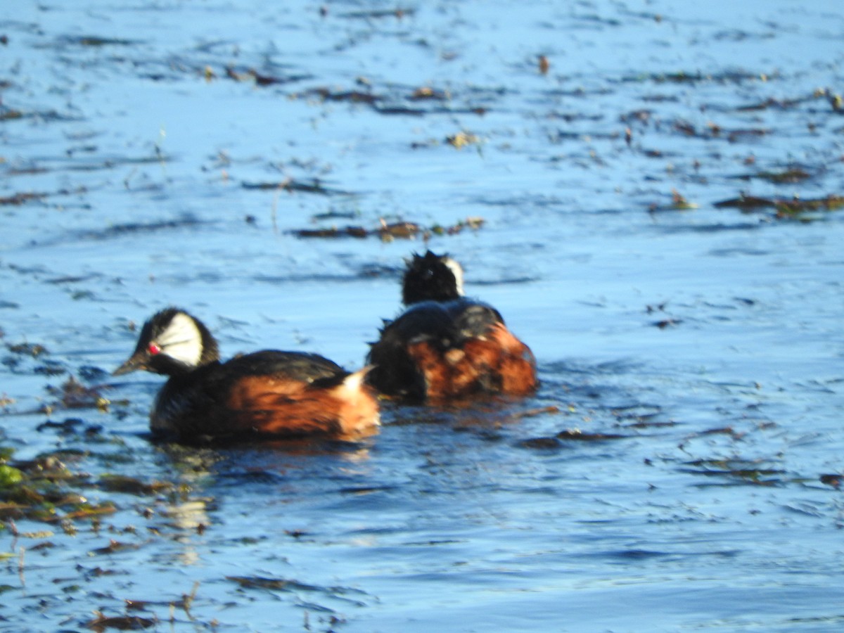 White-tufted Grebe - ML644652490