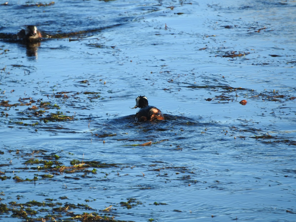 White-tufted Grebe - ML644652491