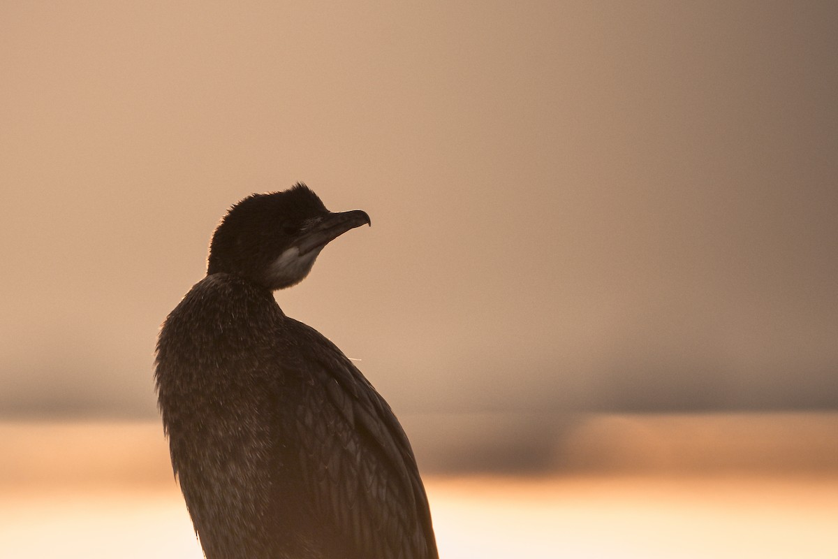 Pygmy Cormorant - ML644652492