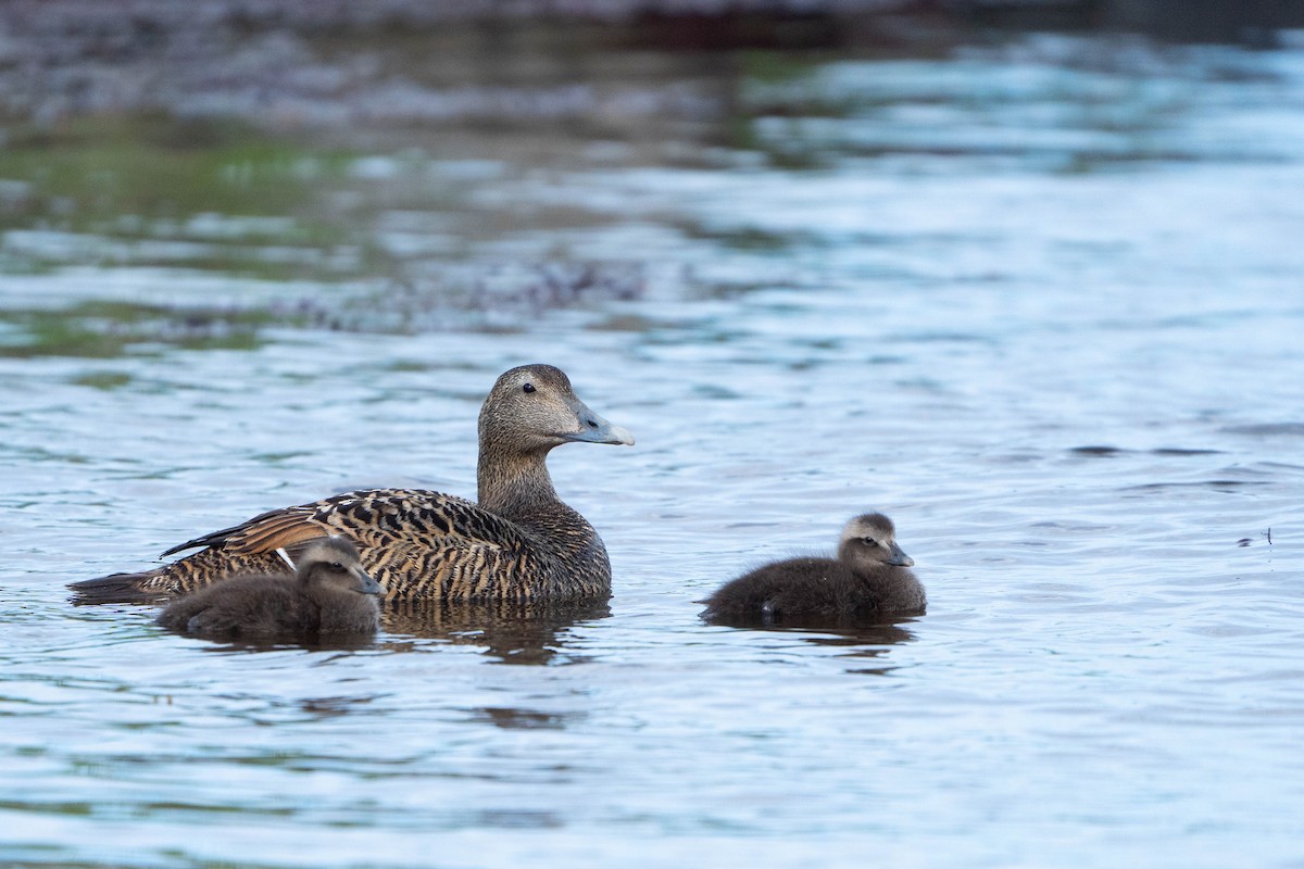 Пухівка зеленошия - ML644652495