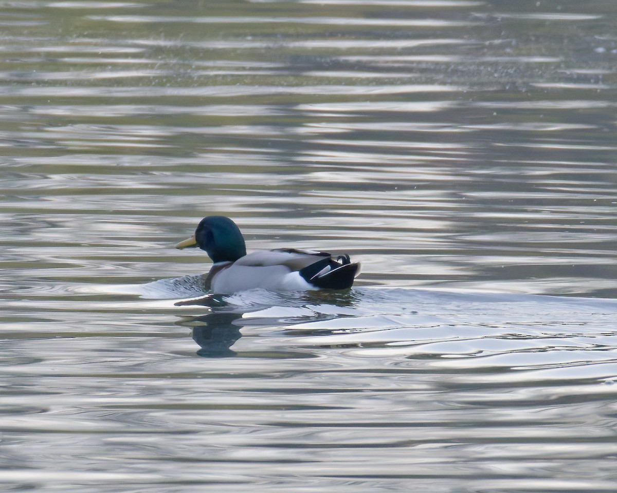 スズガモ - ML644652496