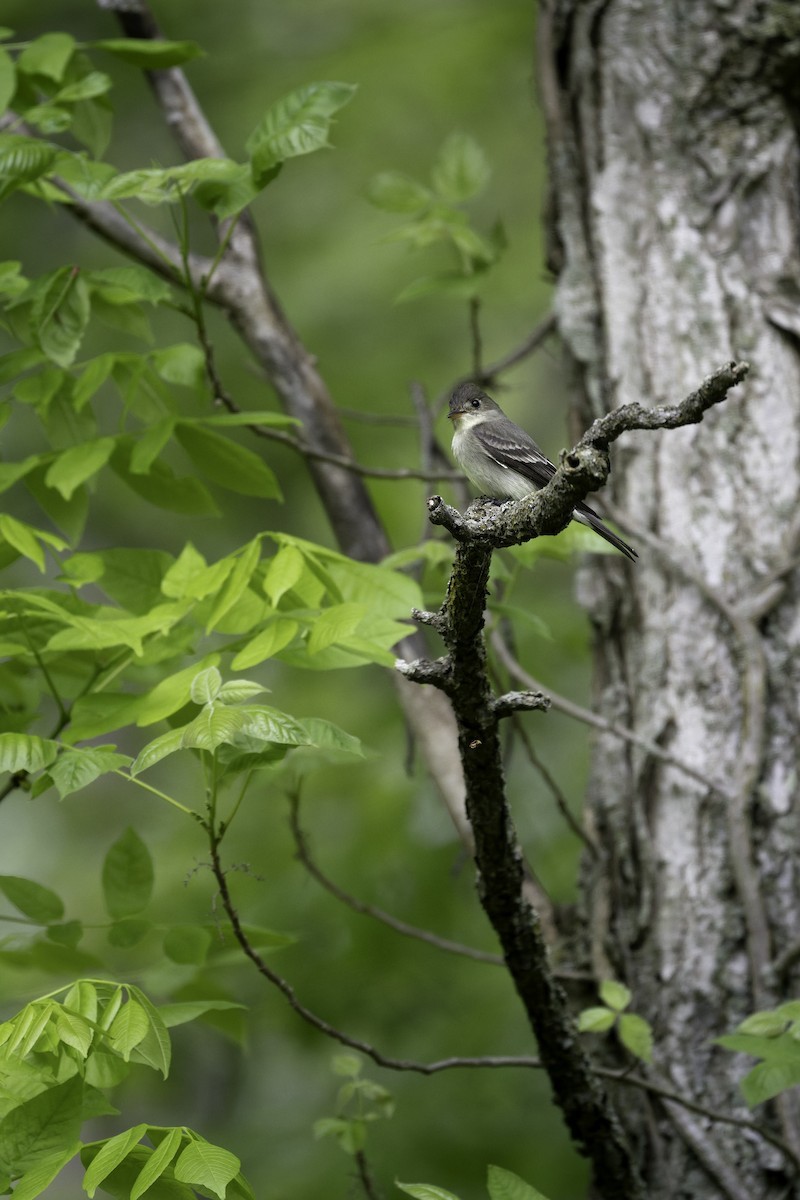 モリタイランチョウ - ML644652498