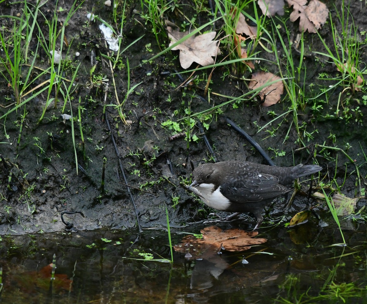 Пронурок біловолий - ML644652503