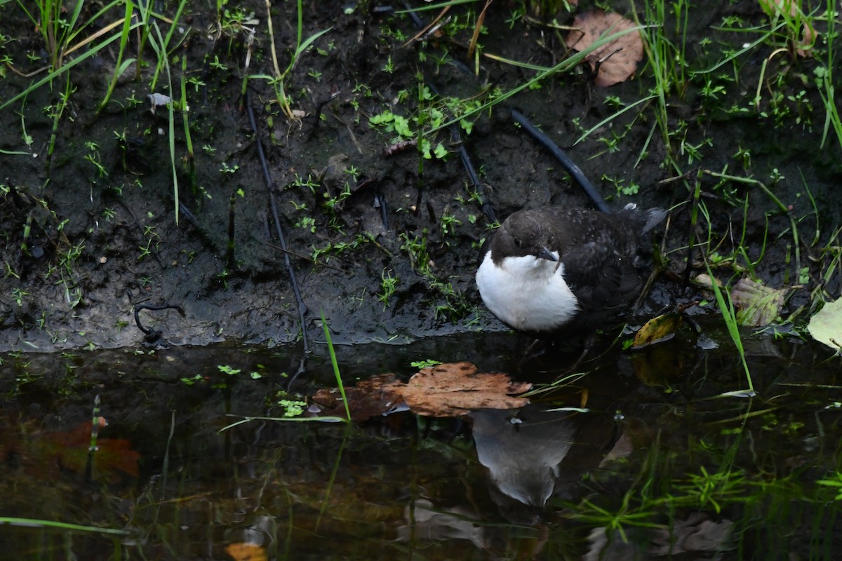 Пронурок біловолий - ML644652504
