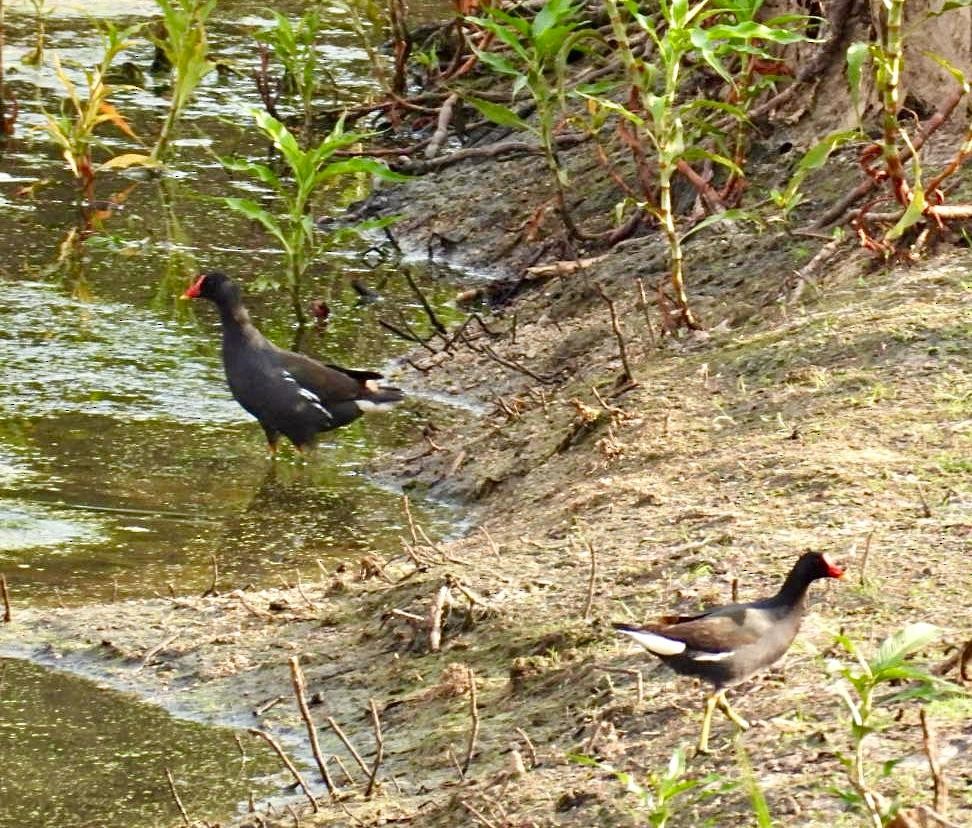 Eurasian Moorhen - ML644652505