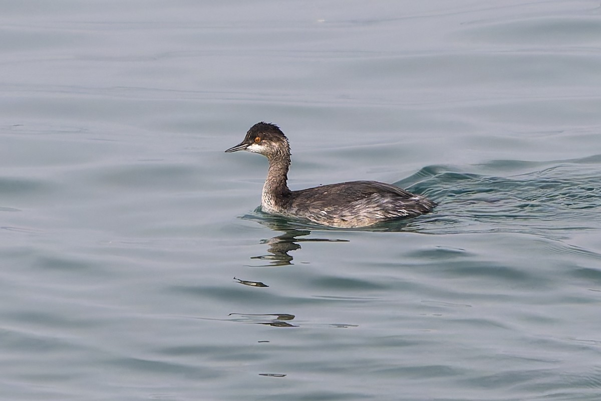 Eared Grebe - ML644652520