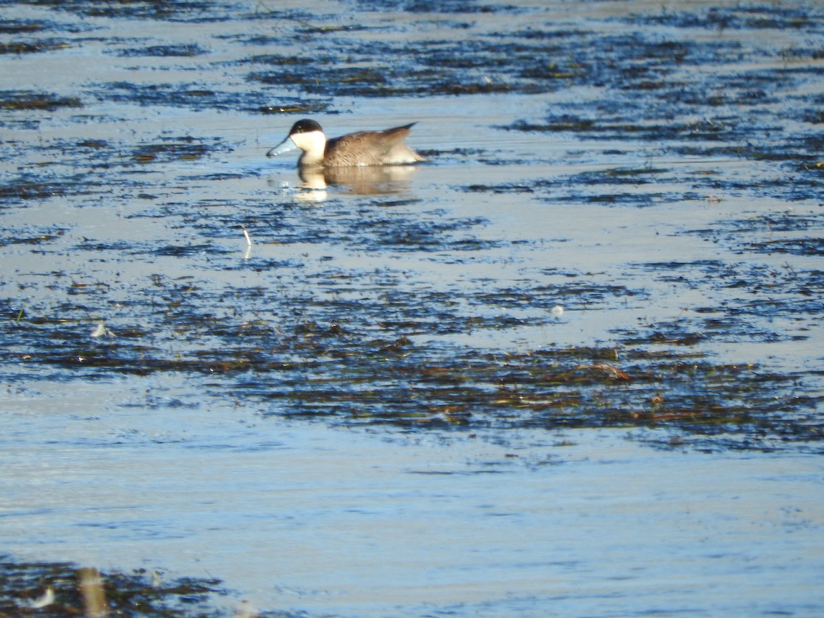 Puna Teal - ML644652522