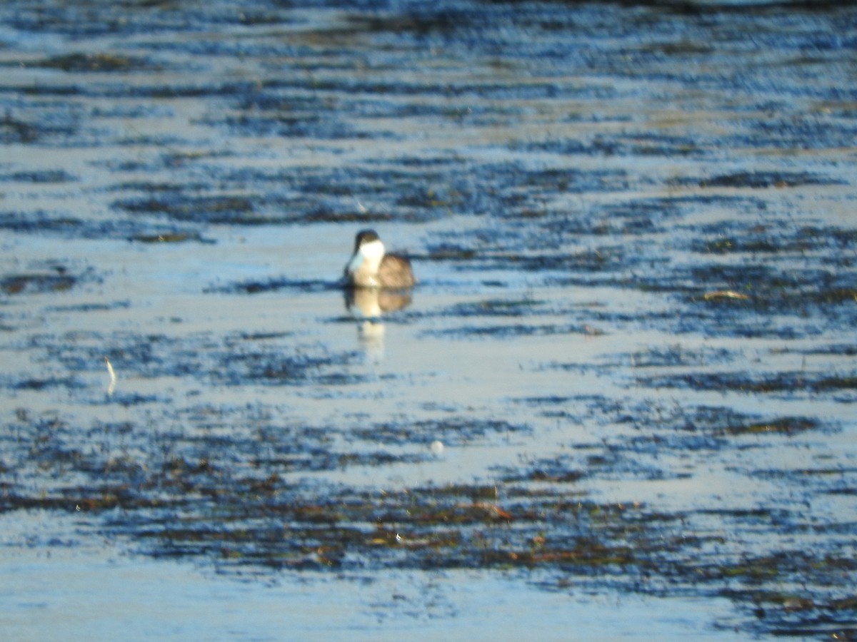 Puna Teal - ML644652523