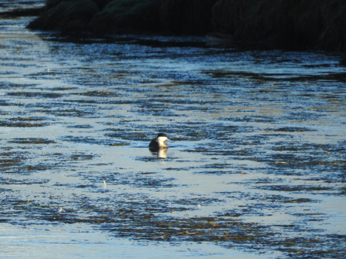 Puna Teal - ML644652524