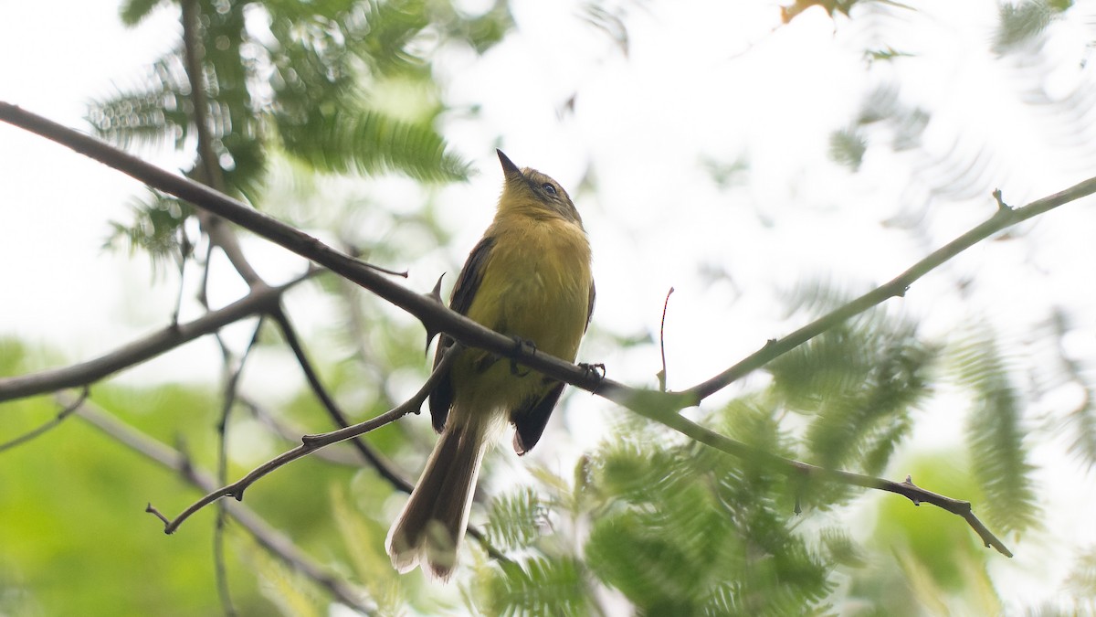 Yellow Tyrannulet - ML644652526