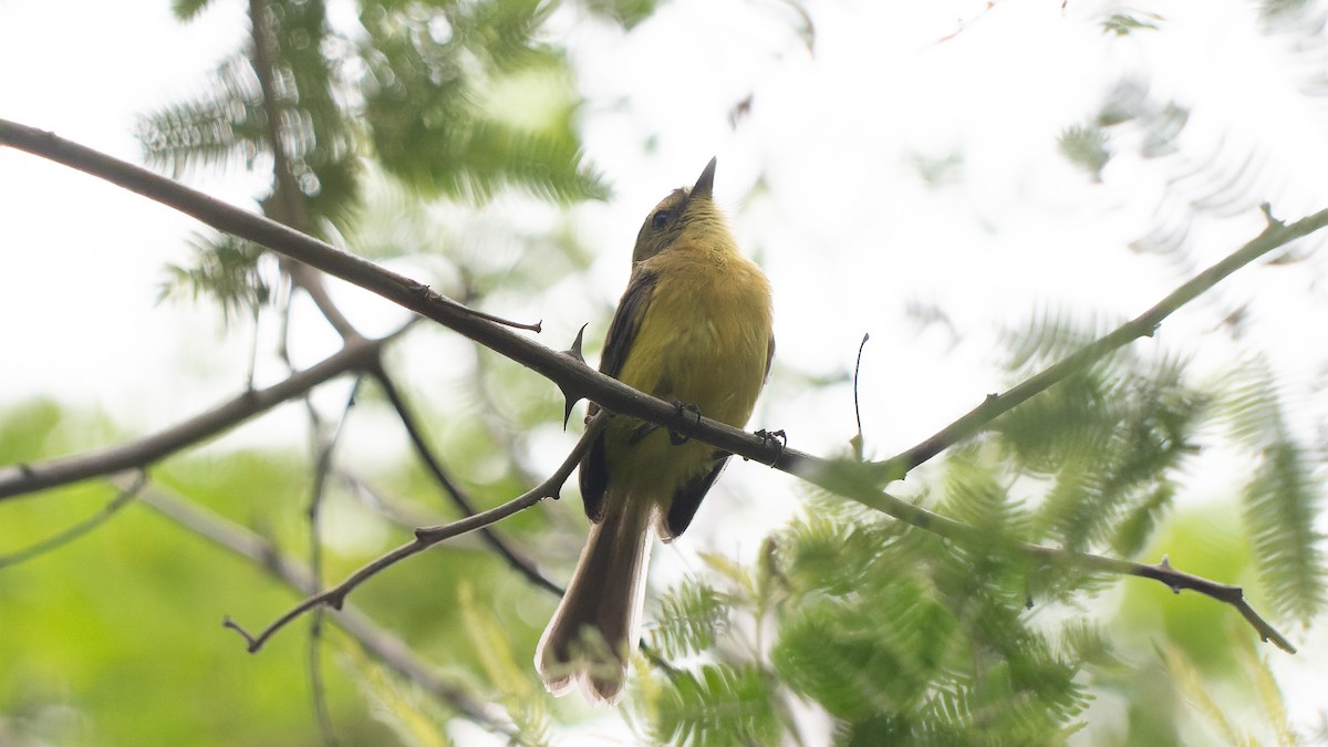Yellow Tyrannulet - ML644652527