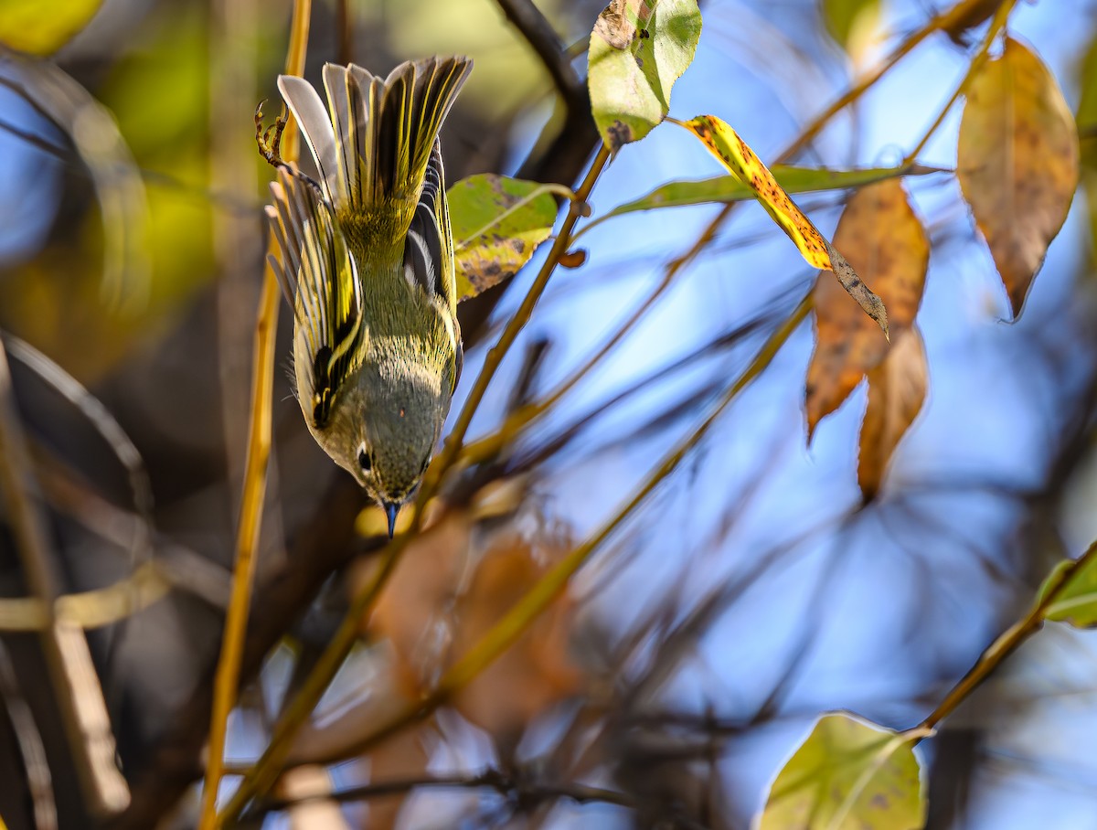 Rubingoldhähnchen - ML644652530