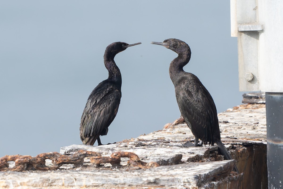 Pelagic Cormorant - ML644652535