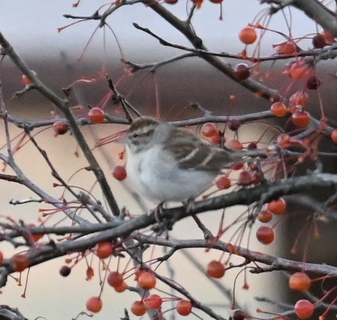 strnádka vrabcovitá - ML644652538