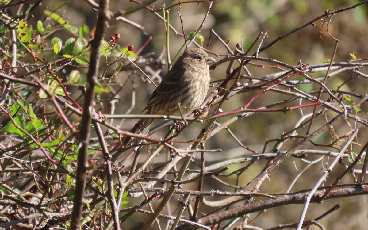 House Finch - ML644652542