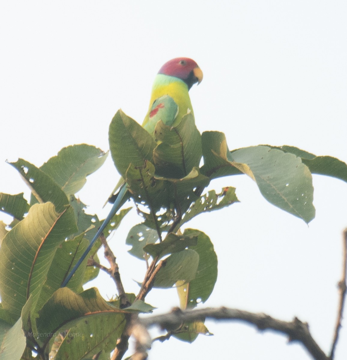 Plum-headed Parakeet - ML644652549