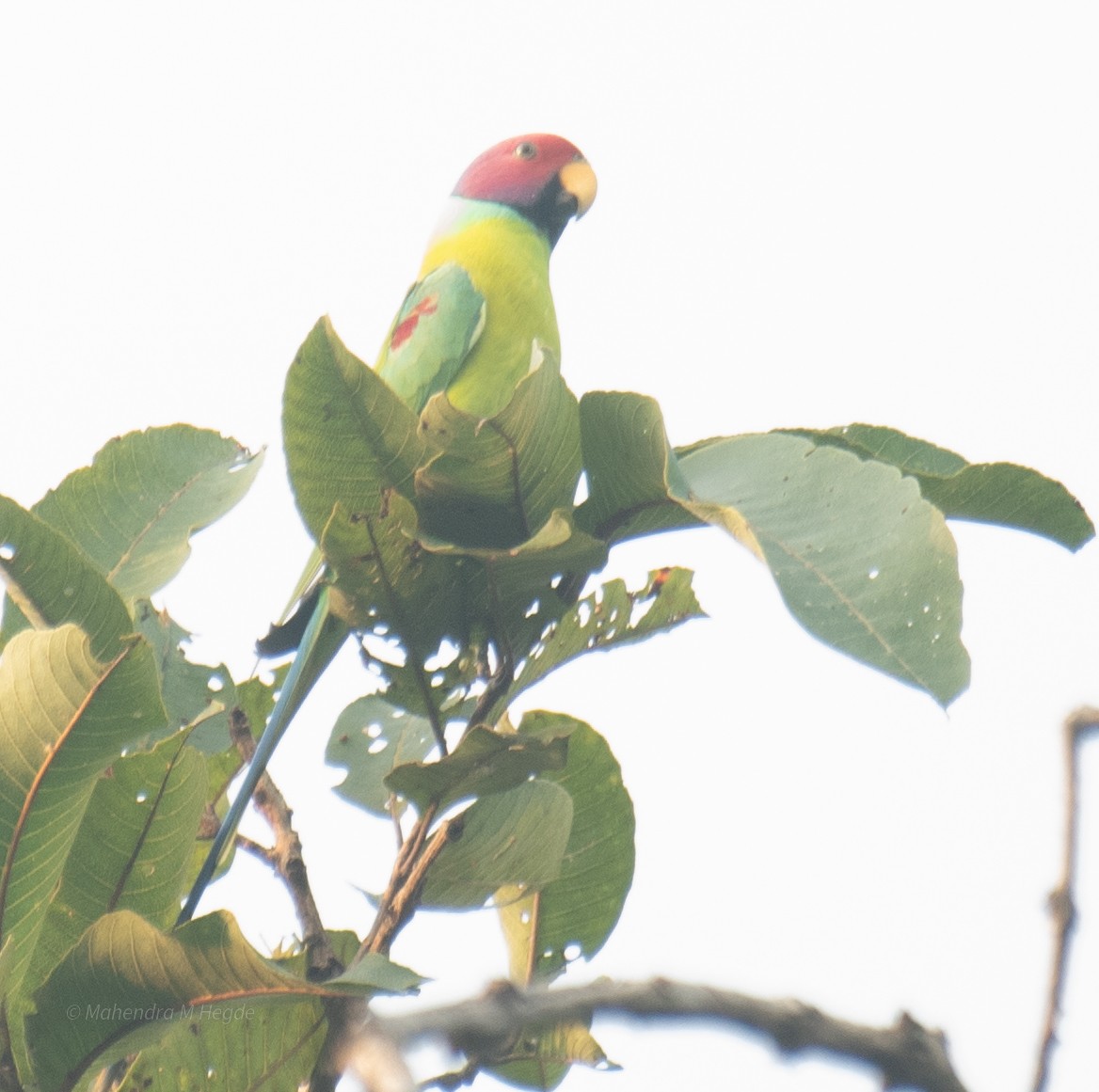 Plum-headed Parakeet - ML644652550