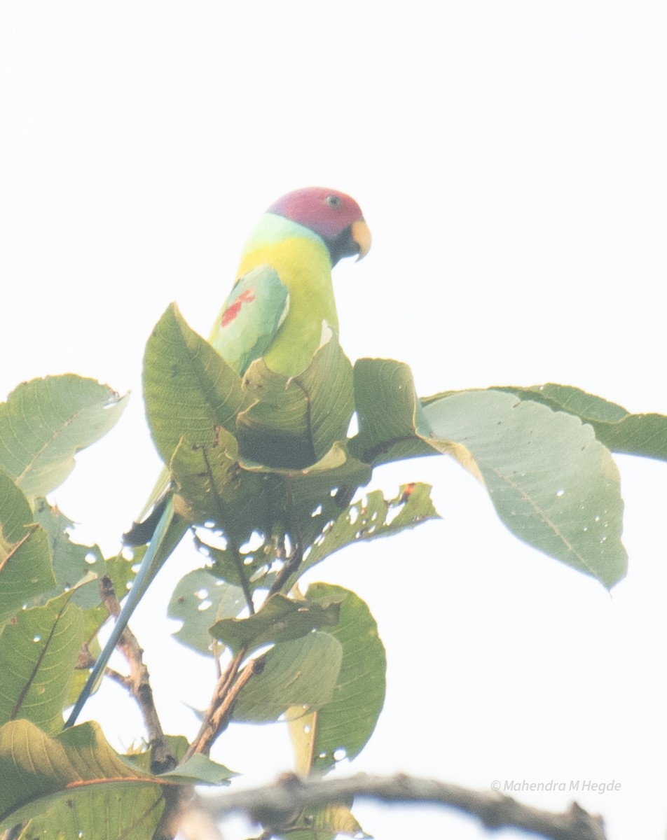 Plum-headed Parakeet - ML644652551