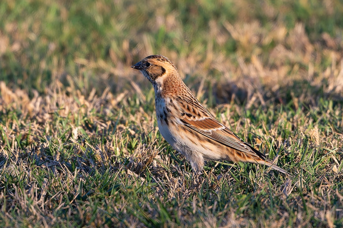 Lapland Longspur - ML644652555