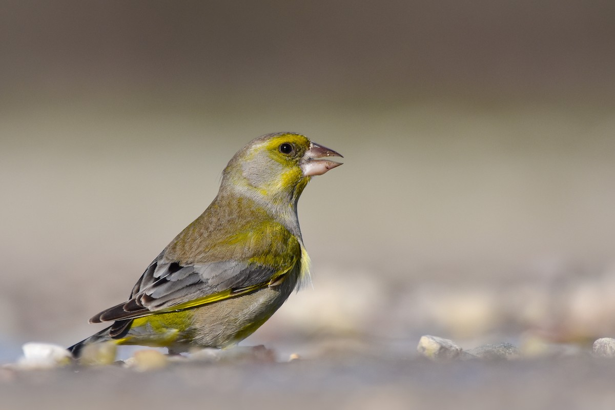 アオカワラヒワ - ML644652561