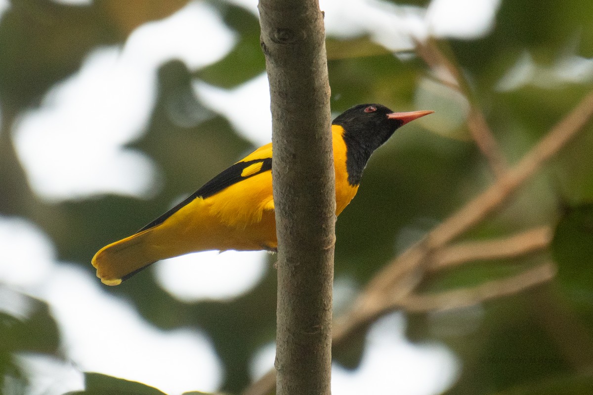 Black-hooded Oriole - ML644652562