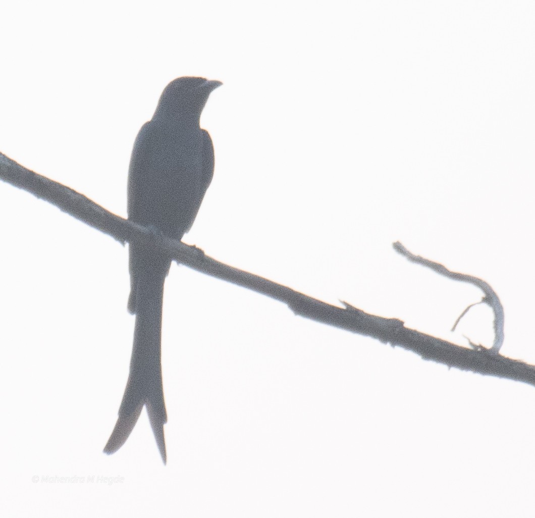 Ashy Drongo - ML644652568