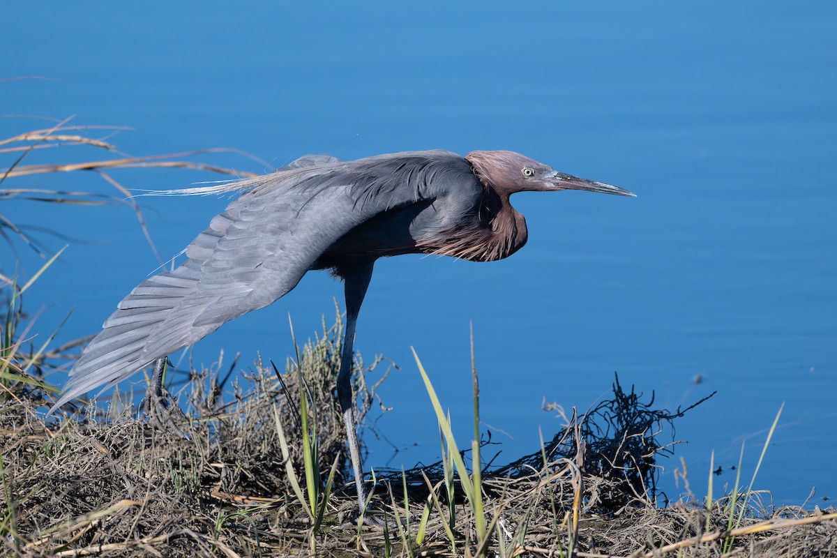 Reddish Egret - ML644652570
