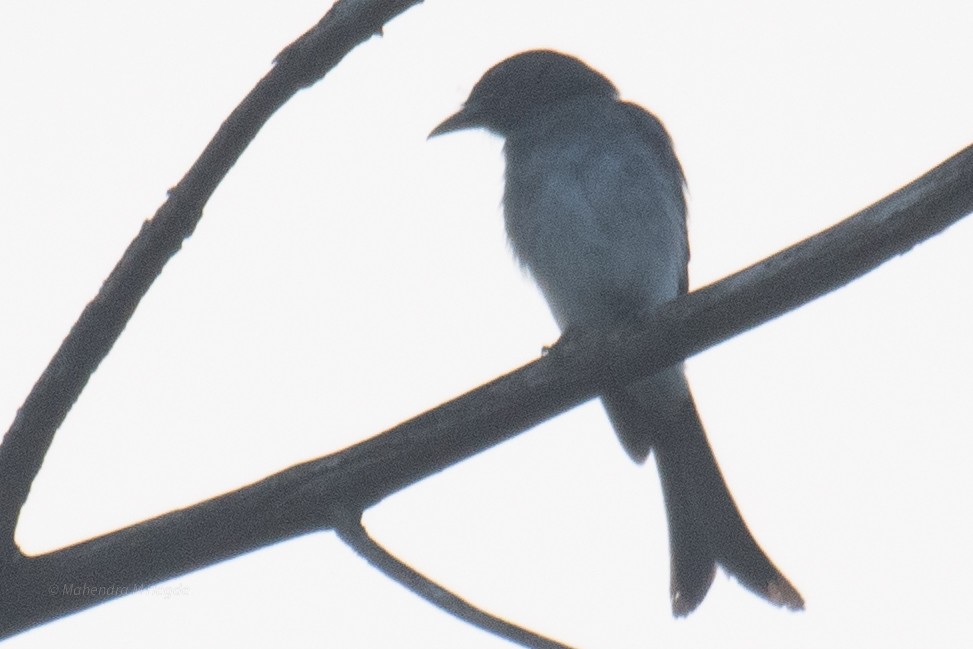 White-bellied Drongo - ML644652576