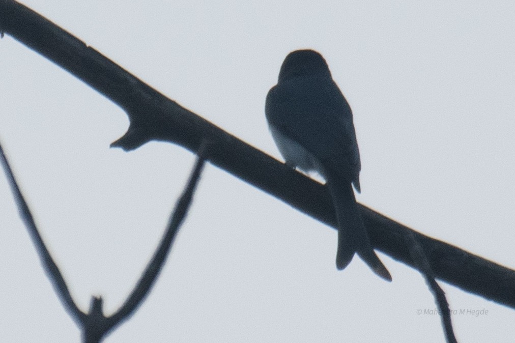 White-bellied Drongo - ML644652577