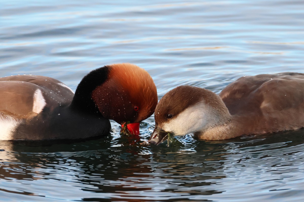 赤嘴潛鴨 - ML644652578