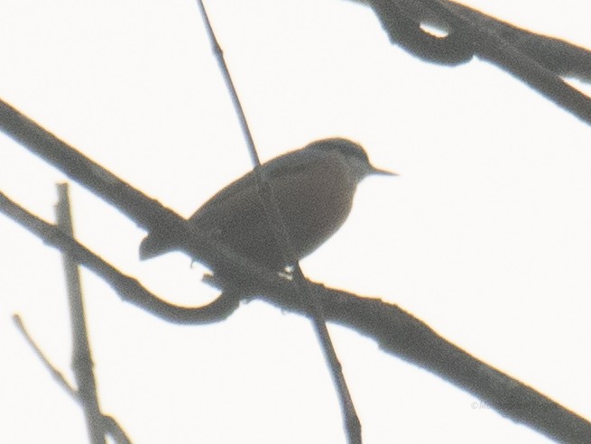 Kastanienkleiber - ML644652585