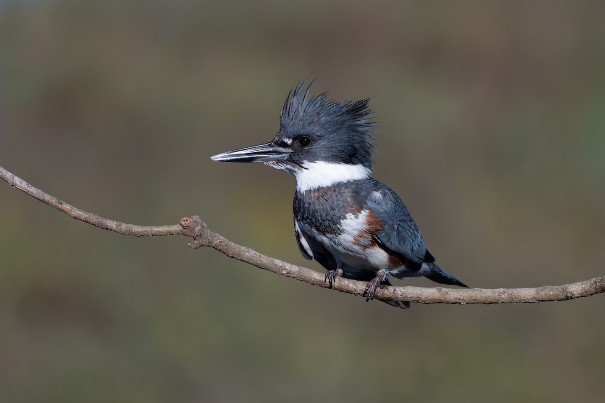 Belted Kingfisher - ML644652588