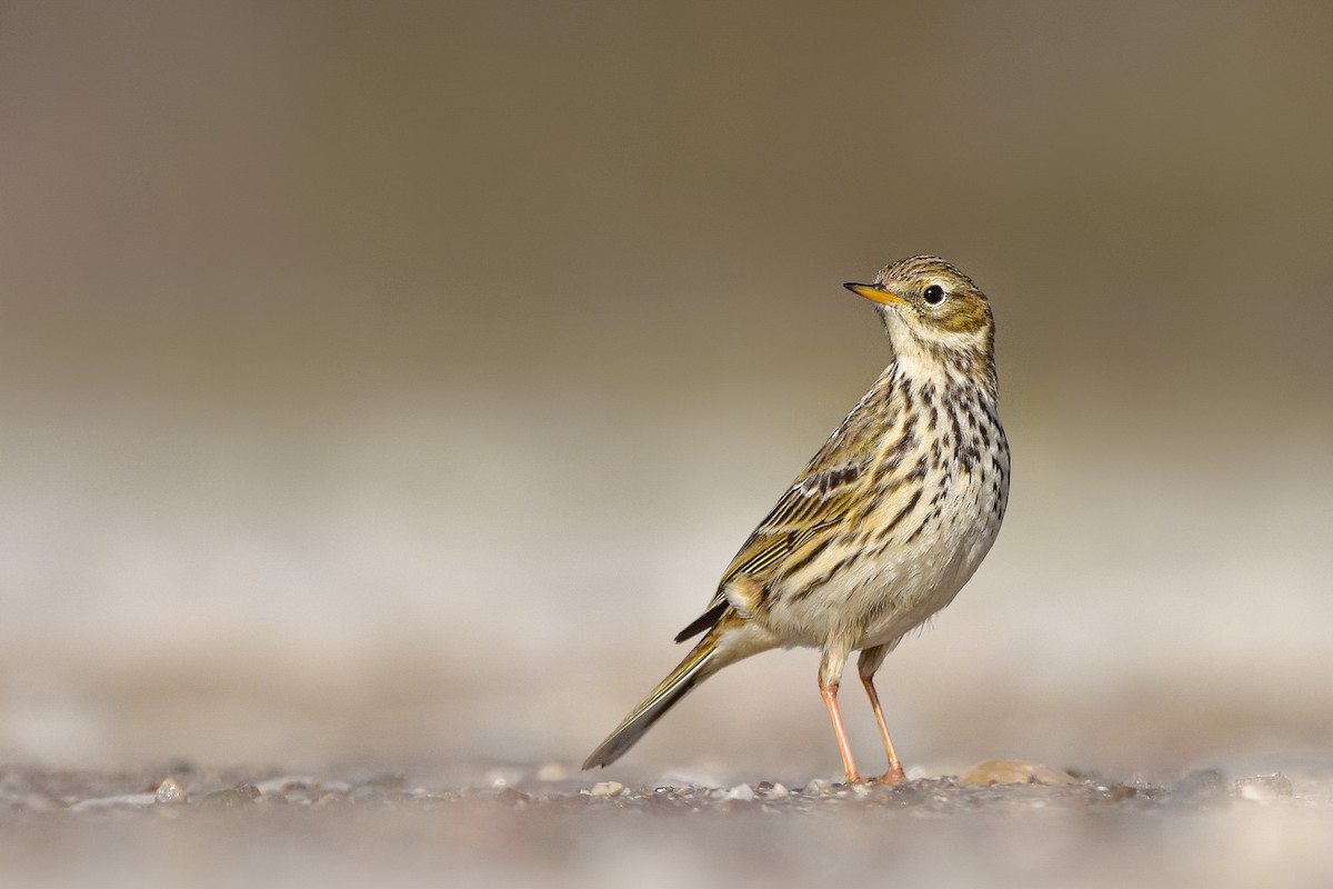 Negu-txirta - ML644652595