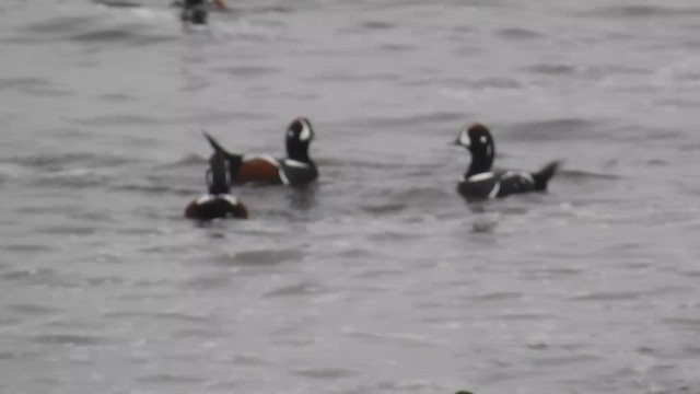 シノリガモ - ML644652603