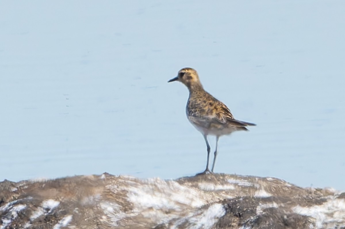Pacific Golden-Plover - ML644652604