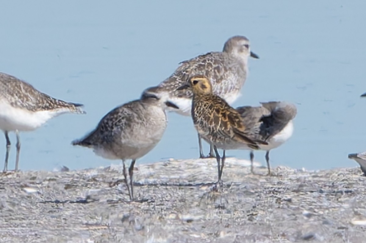 Pacific Golden-Plover - ML644652607
