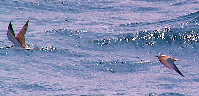 マミジロアジサシ - ML644652608