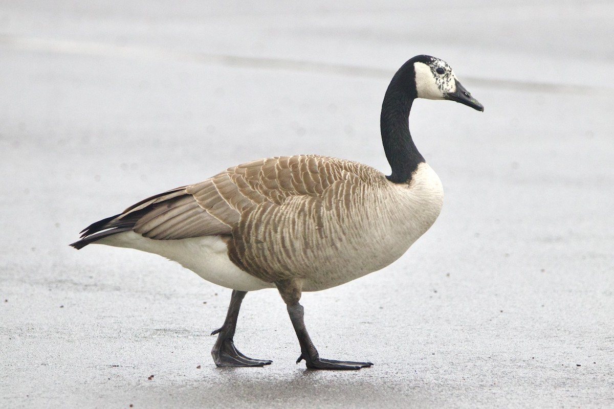 Kanadagans - ML644652618