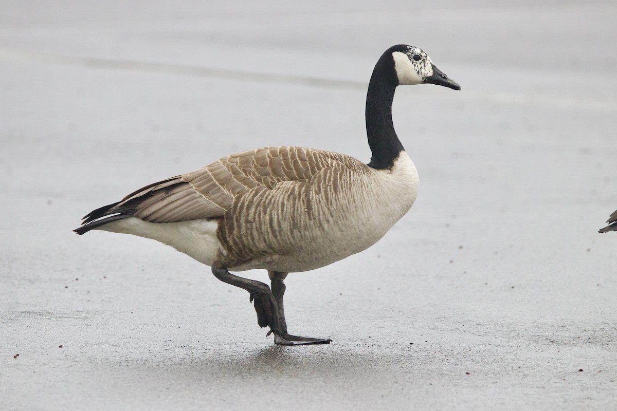 Kanadagans - ML644652619