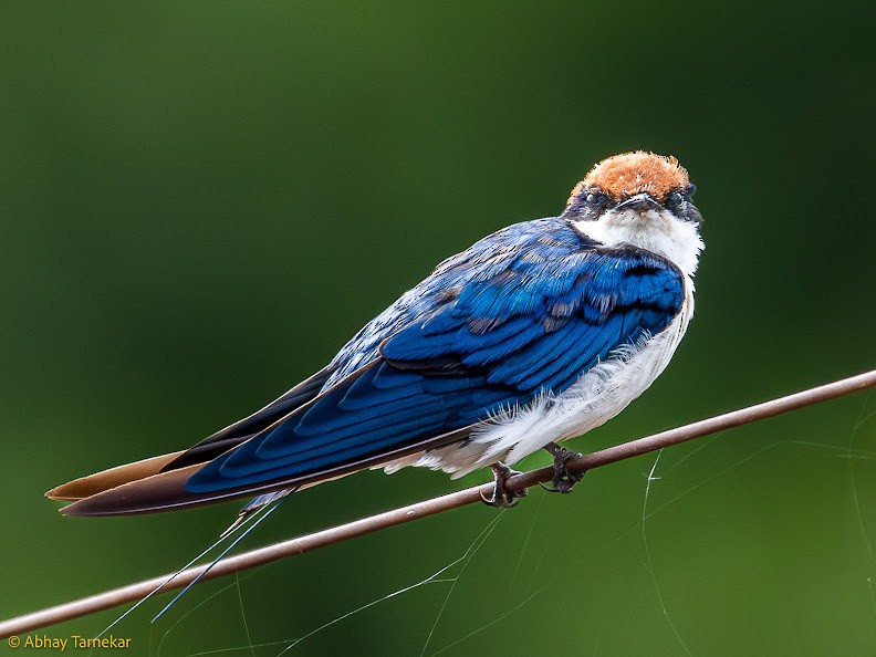 ハリオツバメ - ML644652621