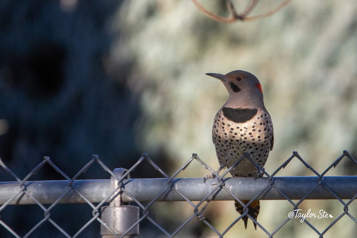 Northern Flicker - ML644652623