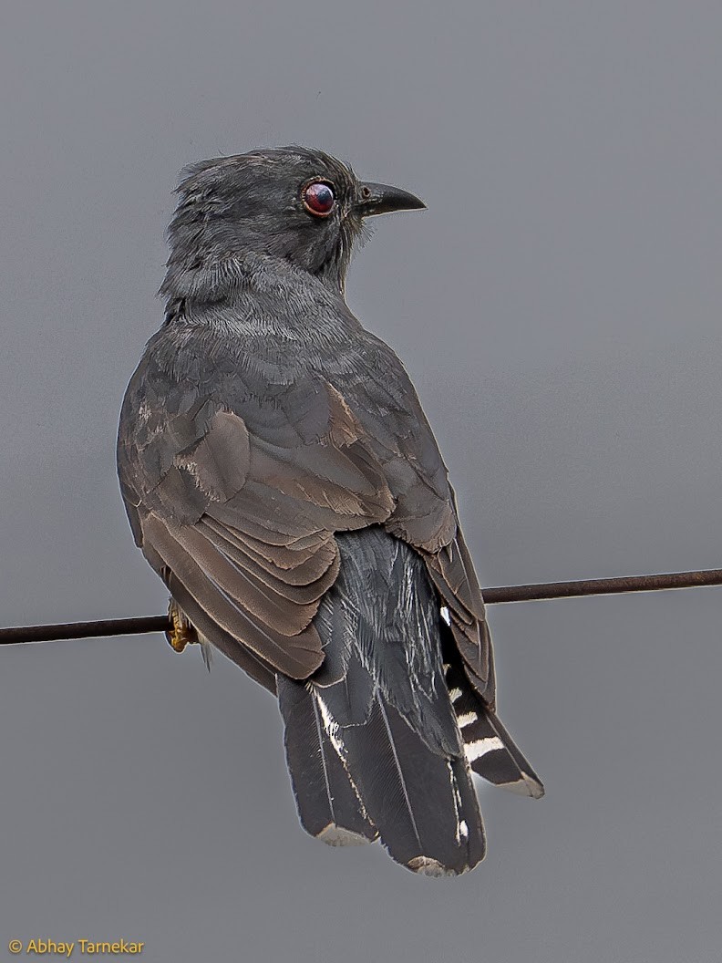 Cuco Pechigrís - ML644652626