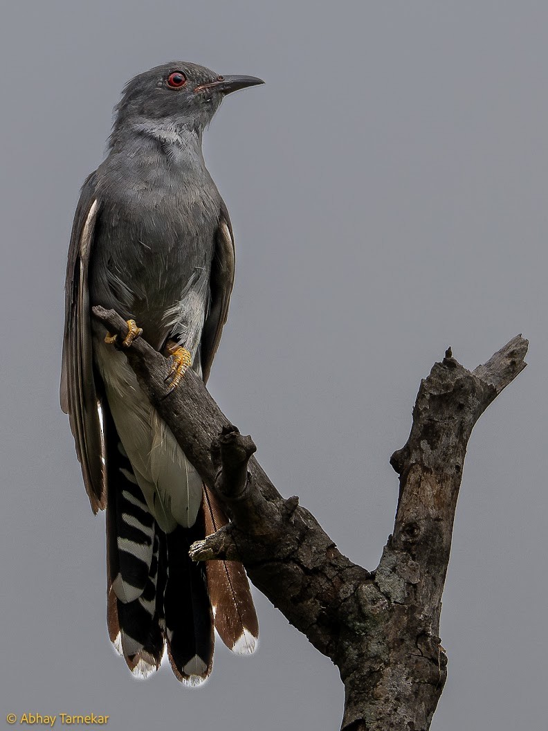 Cuco Pechigrís - ML644652627