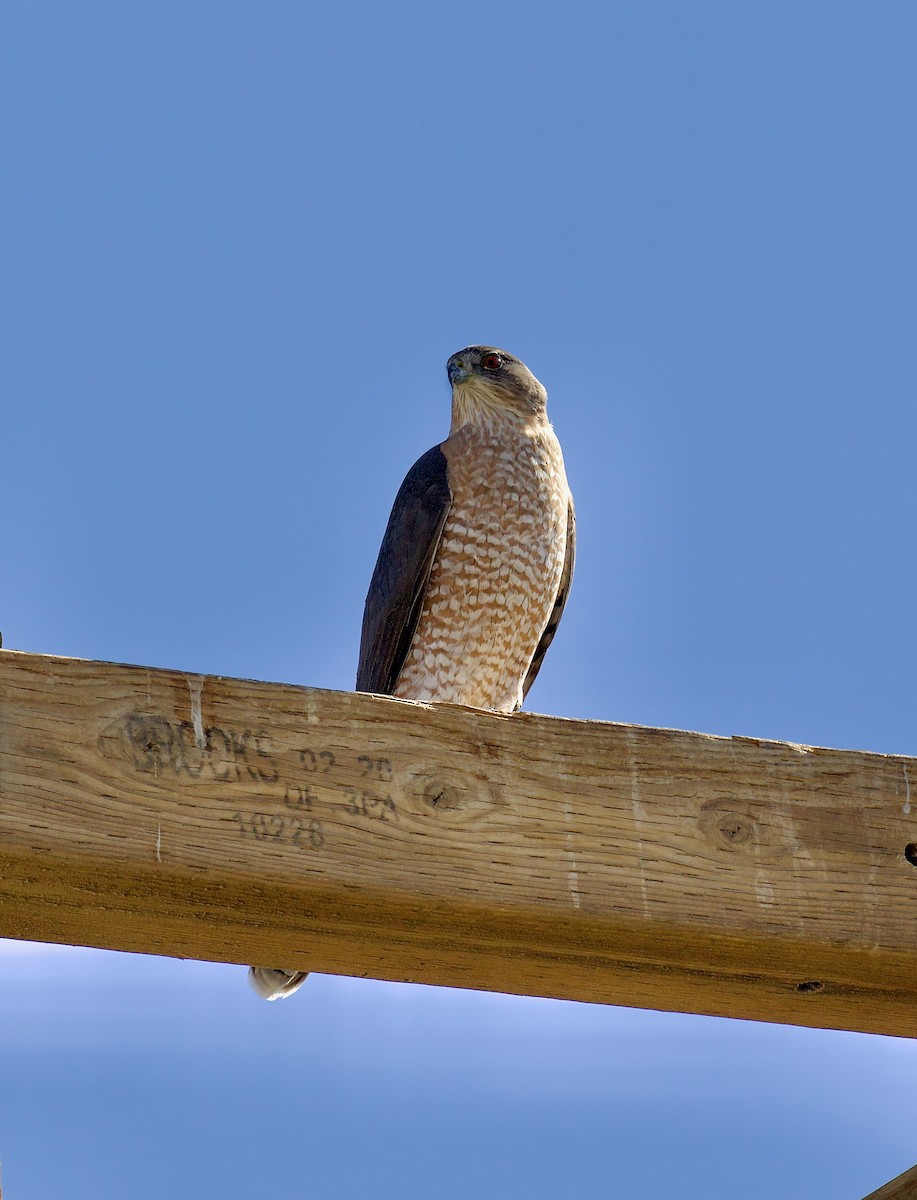 trostehauk - ML644652629